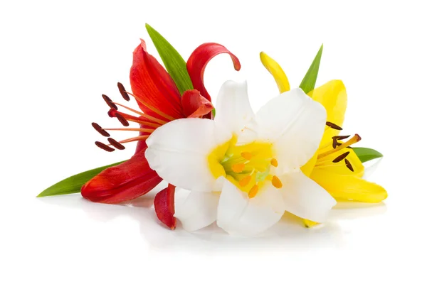 Drie gekleurde lily — Stockfoto