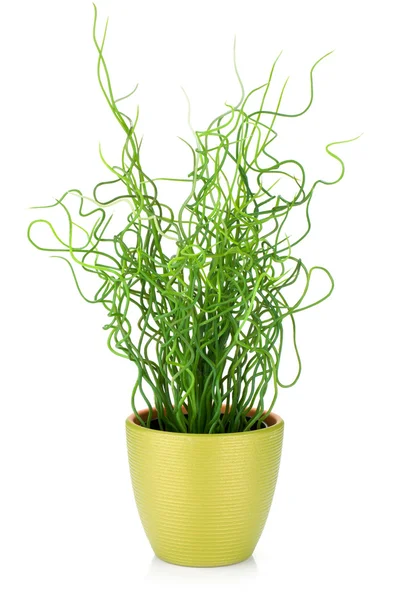 Grama decorativa em vaso de plantas — Fotografia de Stock