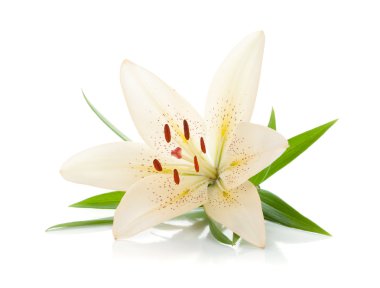White lily clipart