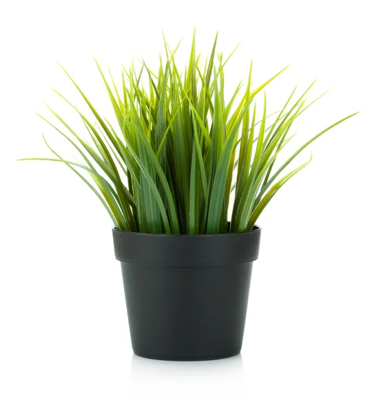 植木鉢の装飾的な草 — ストック写真
