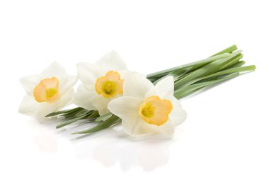 Three lying daffodils clipart