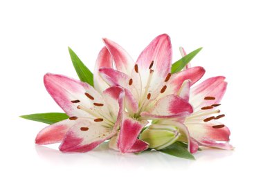 Three pink lily clipart