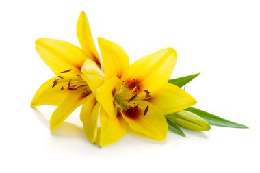 Two yellow lily clipart