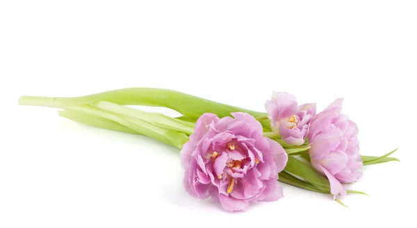 Liegen roze tulpen — Stockfoto