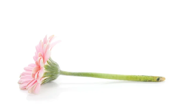 Mentir rosa flor de gerbera — Fotografia de Stock