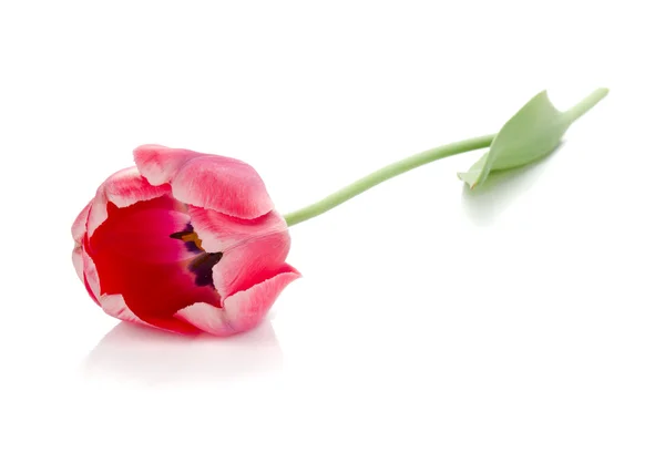 Liegende rote Tulpe — Stockfoto