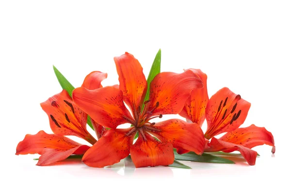 Три красных лилии — стоковое фото