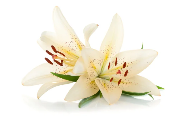 Two white lily — Stock Photo, Image
