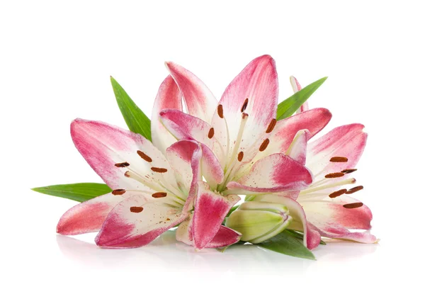 Drie roze lily — Stockfoto