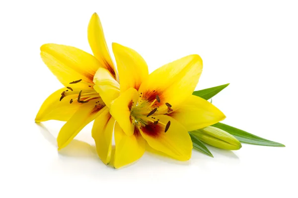 Две жёлтые лилии — стоковое фото