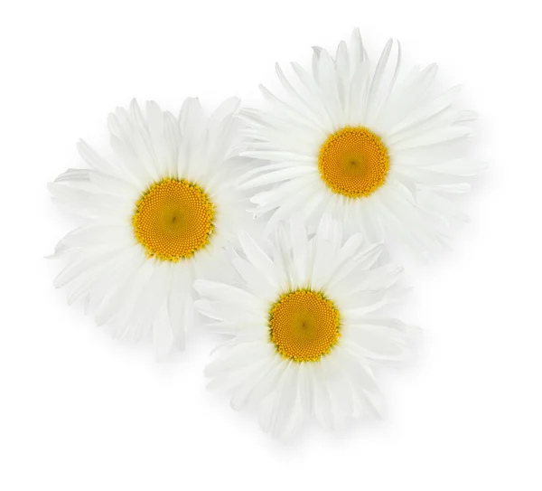 Три ромашковых цветка — стоковое фото
