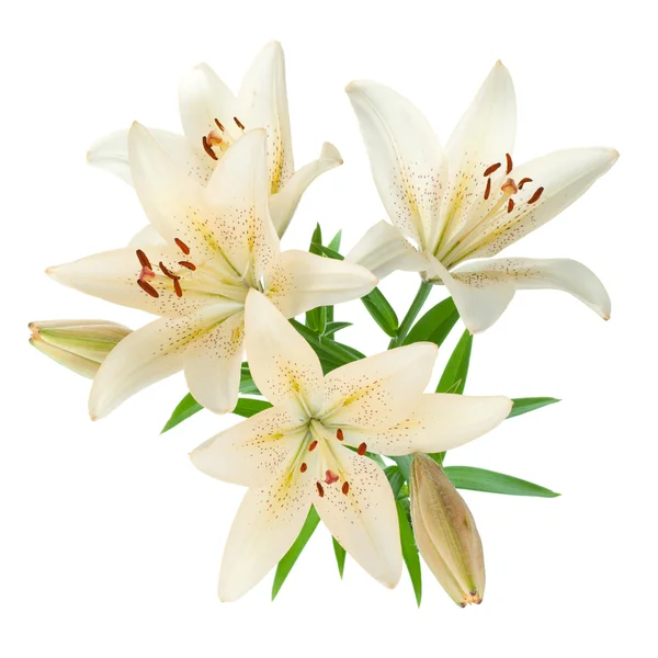 White lily bouquet Stock Image