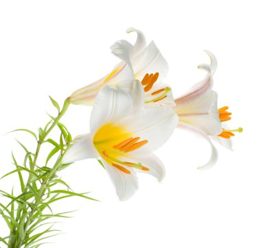 Three white lily clipart