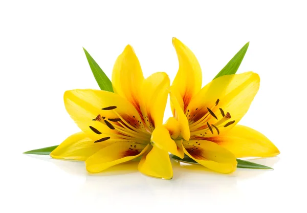 Twee gele lily — Stockfoto
