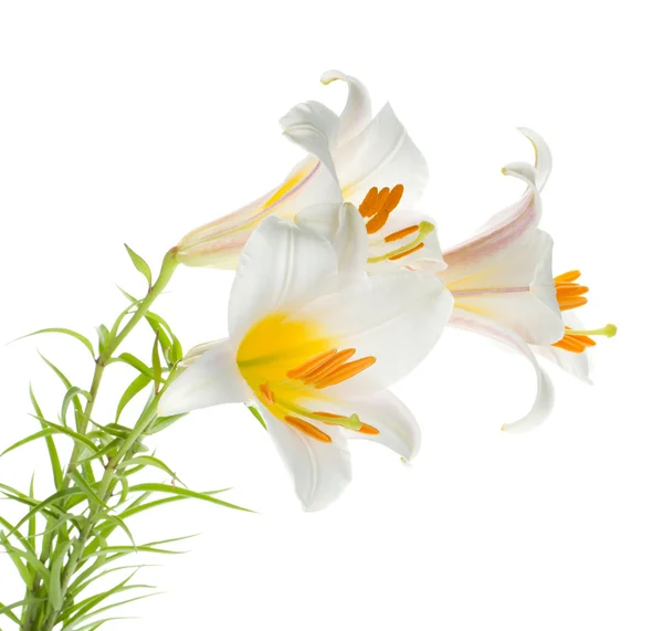 Three white lily — Stock Photo, Image