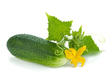 Ripe cucumber fruit with leaves and flower clipart