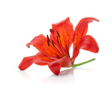 Red lily clipart