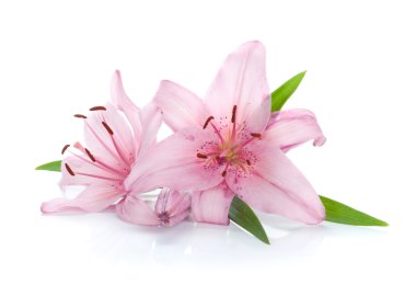 Two pink lily flowers clipart