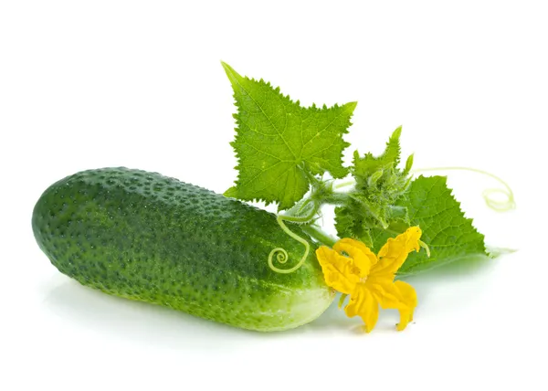 Ripe cucumber fruit with leaves and flower — Stock Photo, Image