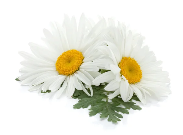 Two chamomile flowers with leaves — Stock Photo, Image