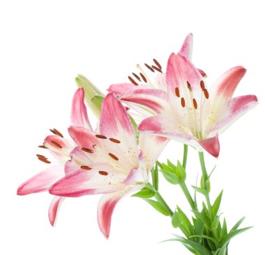 Four pink lily clipart