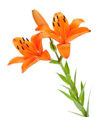 Orange lily branch clipart