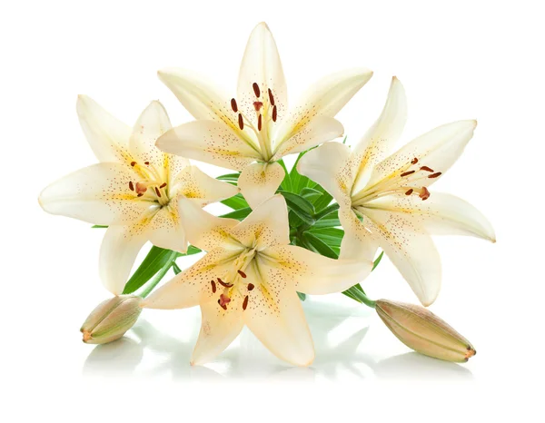 White lily bouquet — Stock Photo, Image