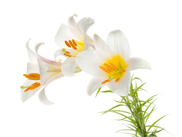 Три белые лилии — стоковое фото