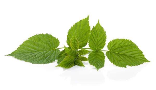 Stock image Raspberry leafs