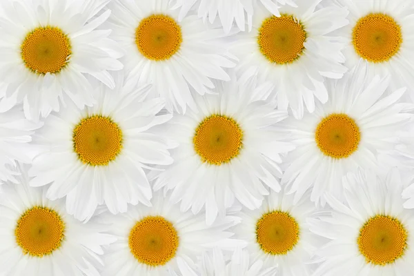 Chamomile flower background — Stock Photo, Image