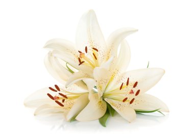 Three white lily clipart