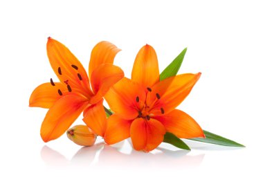 Two orange lily clipart