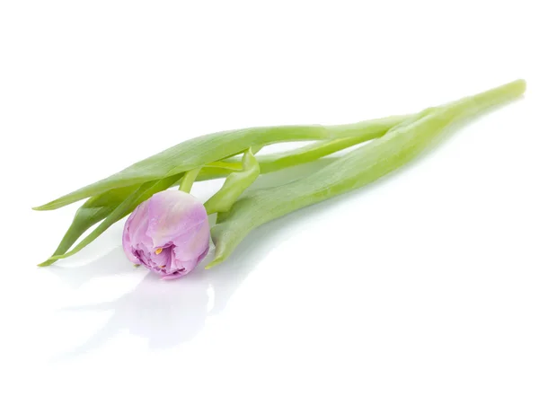 Liggande rosa tulpan — Stockfoto