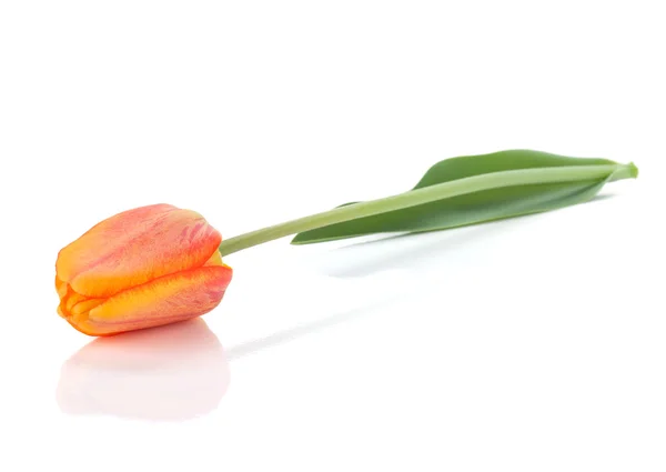 Tulipano arancione sdraiato — Foto Stock