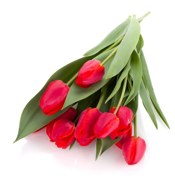 Liggande bukett Röda tulpaner — Stockfoto