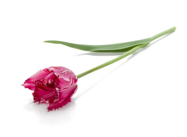Liegende lila Tulpe — Stockfoto