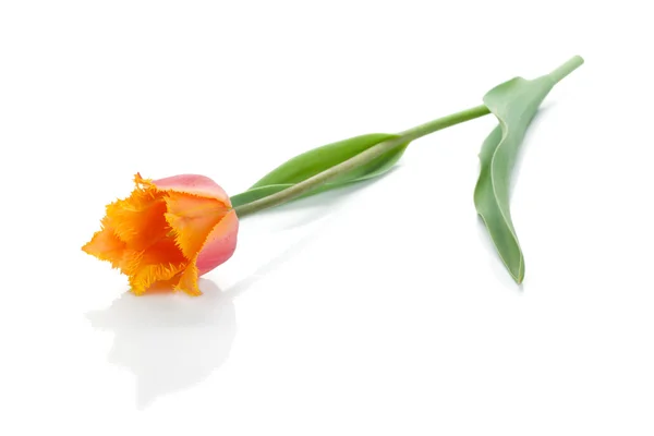 Ležící oranžový Tulipán — Stock fotografie