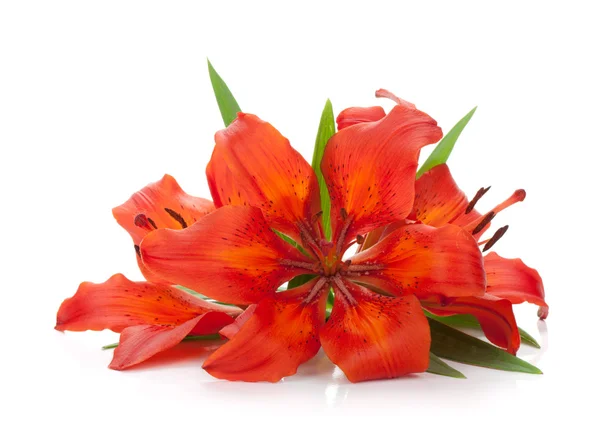 Three red lily — Stock Photo, Image