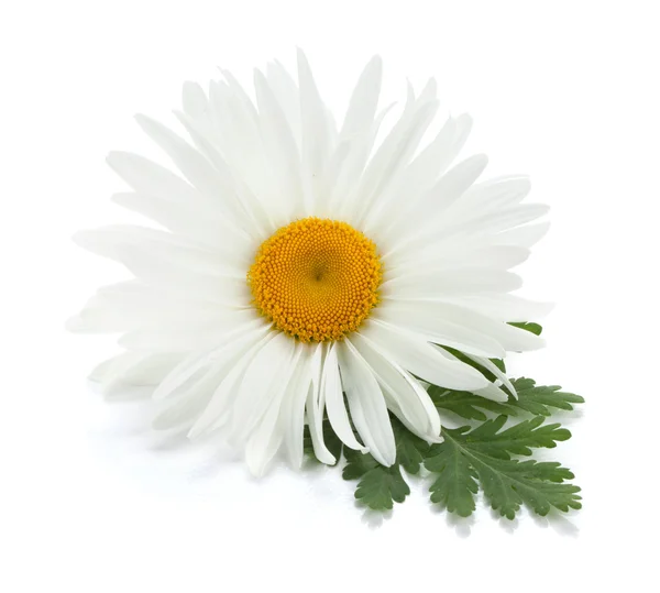 Chamomile flower with leaves — Stock Photo, Image