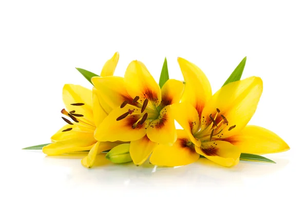 Tři žlutá lilie — Stock fotografie