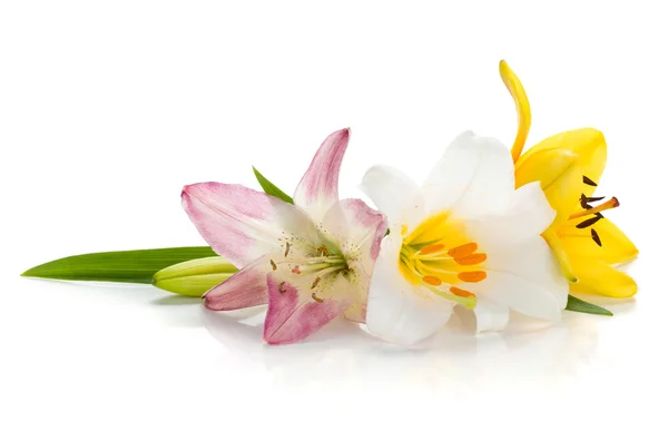 Tři barevné lilie — Stock fotografie