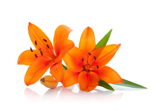 Two orange lily Royalty Free Stock Images