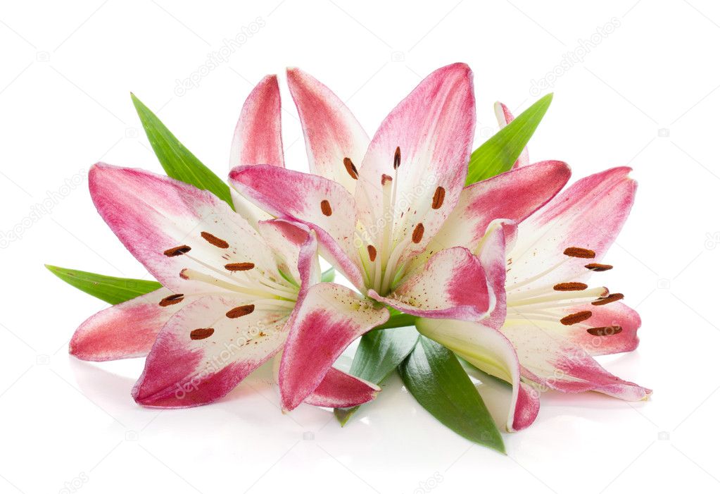 Three pink lily