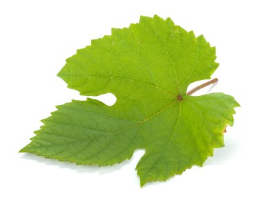 Grape leaf clipart