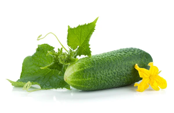 Ripe cucumber fruit with leaves and flower — Stock Photo, Image