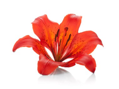 Red lily clipart