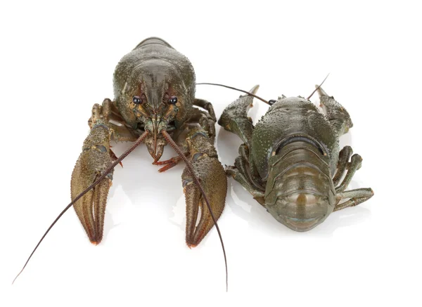 Iki crayfishes — Stok fotoğraf