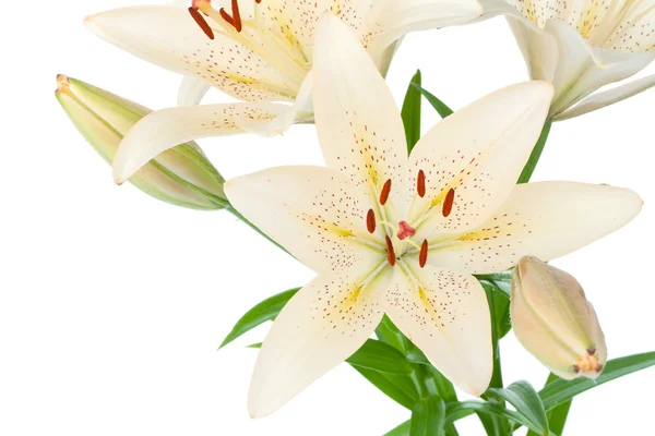 White lily closeup — Stock Photo, Image