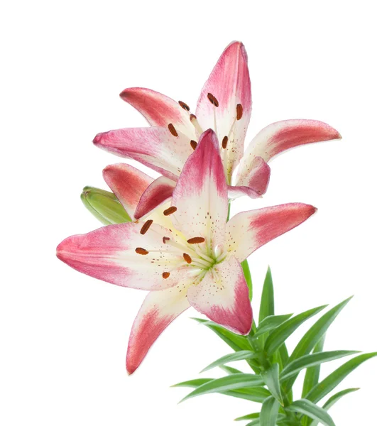 Två rosa lily — Stockfoto