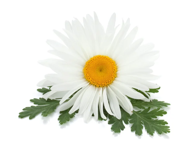 Chamomile flower — Stock Photo, Image